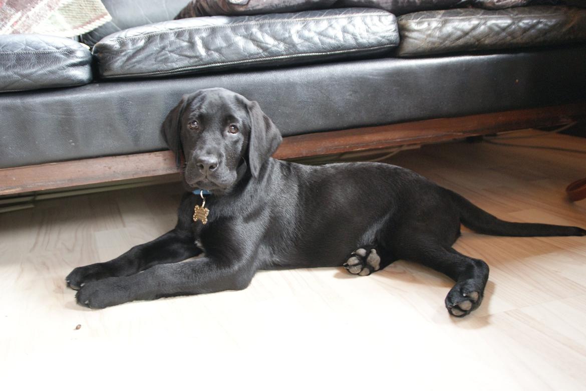 Labrador retriever Basse billede 1