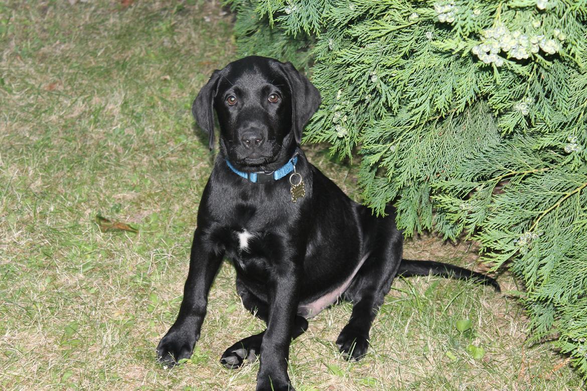 Labrador retriever Basse billede 2