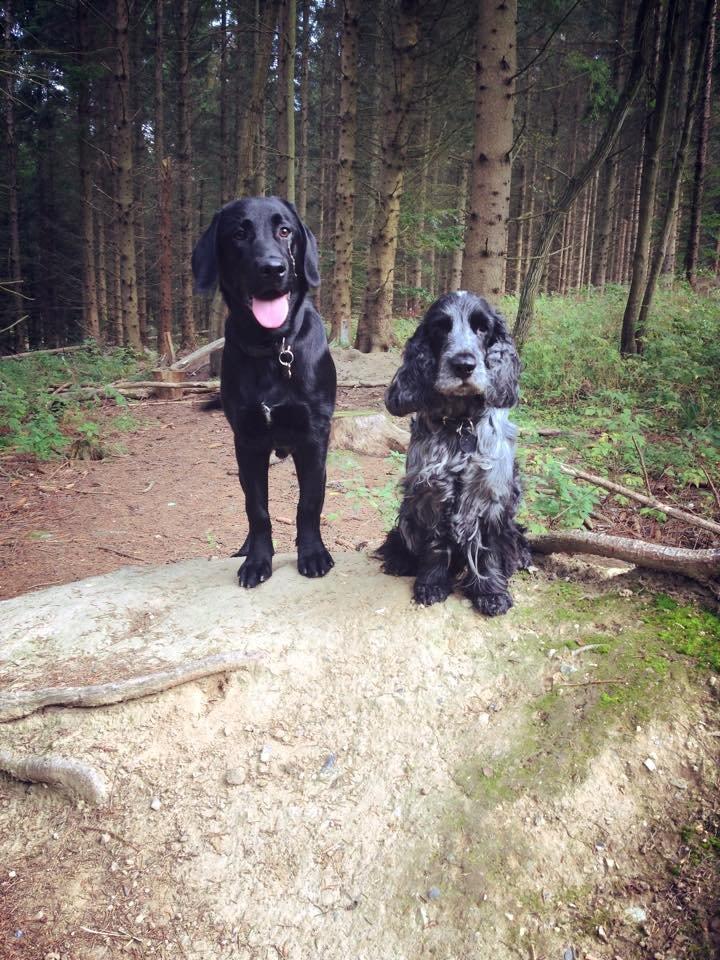 Labrador retriever Basse billede 3