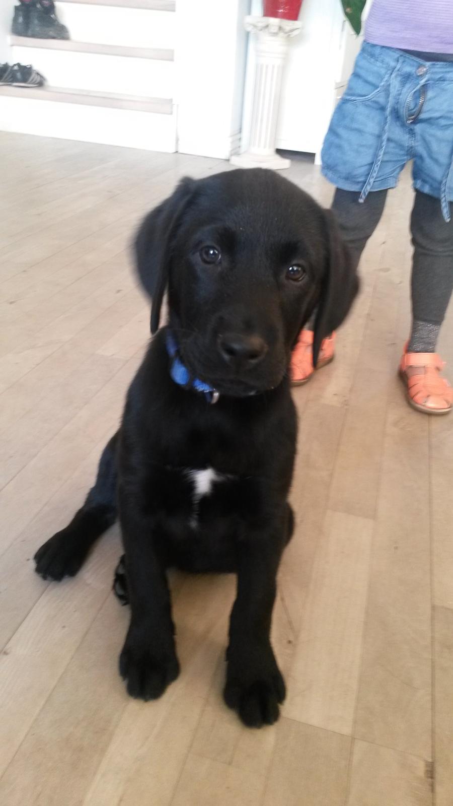 Labrador retriever Basse billede 4