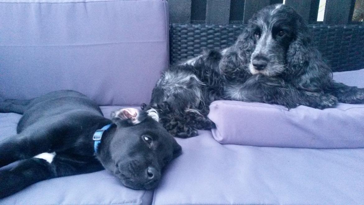 Labrador retriever Basse billede 5