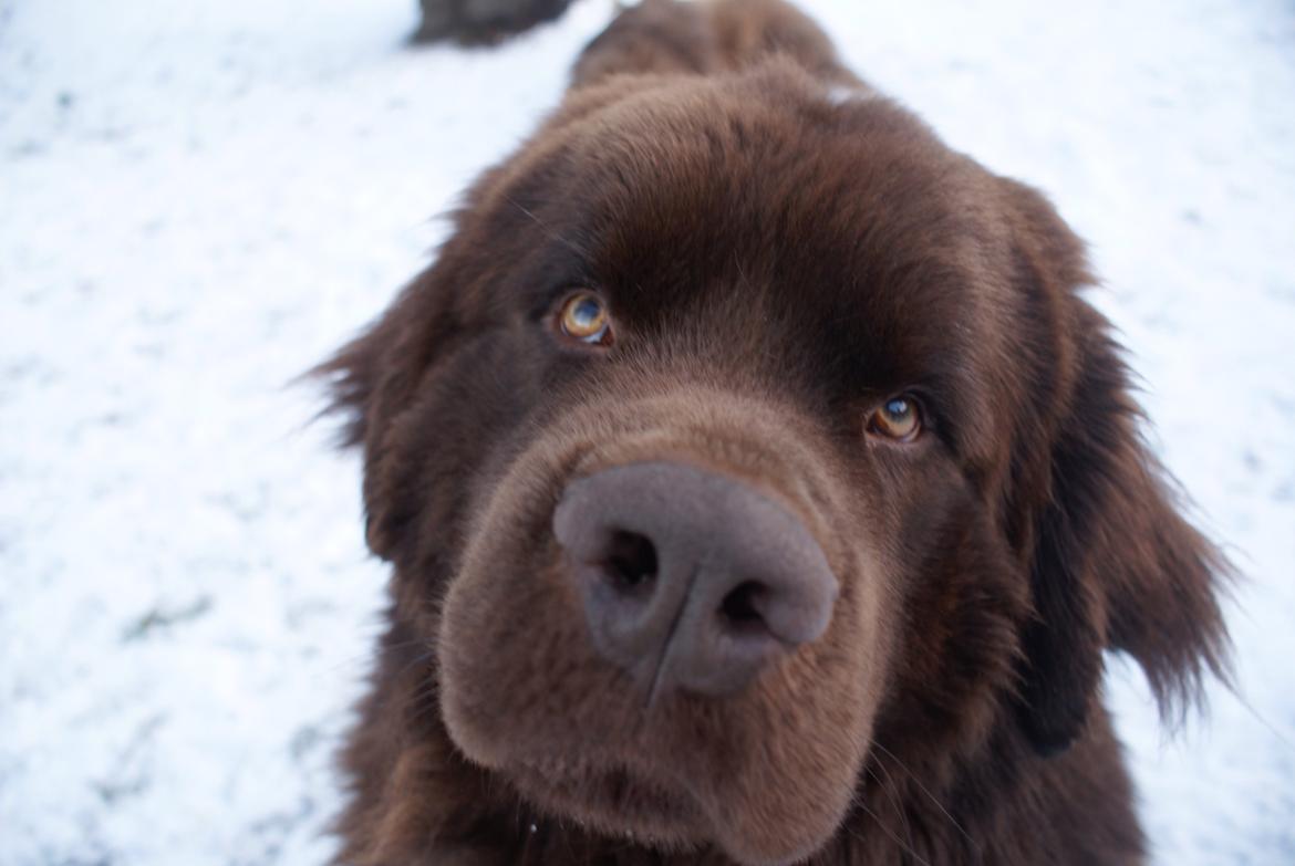 Newfoundlænder Baune, Newetta's Knockout in Brown billede 20