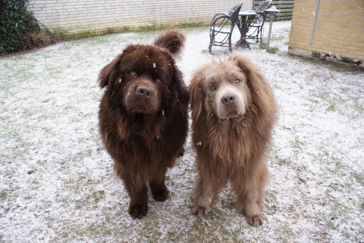 Newfoundlænder Baune, Newetta's Knockout in Brown billede 21