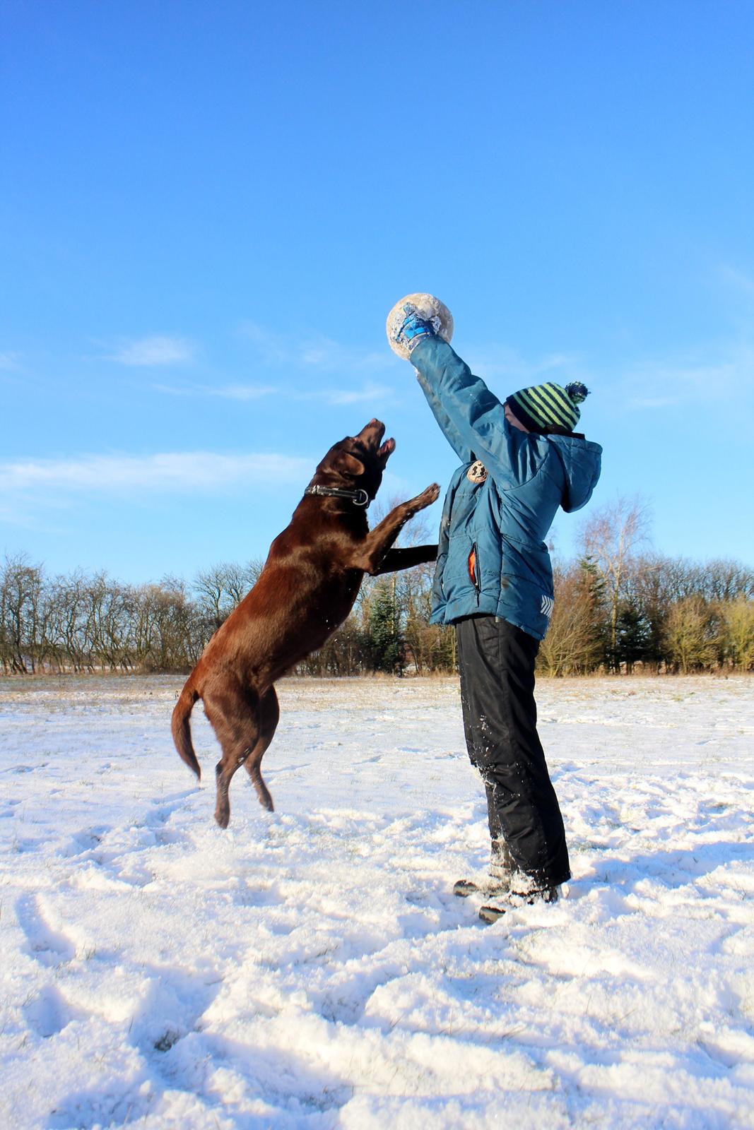 Labrador retriever Mokka! <3 - Dette er kun leg ;) billede 18