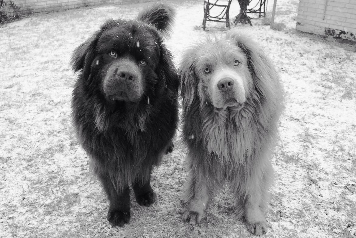 Newfoundlænder Vincent, Newetta's Just Vincent. billede 17