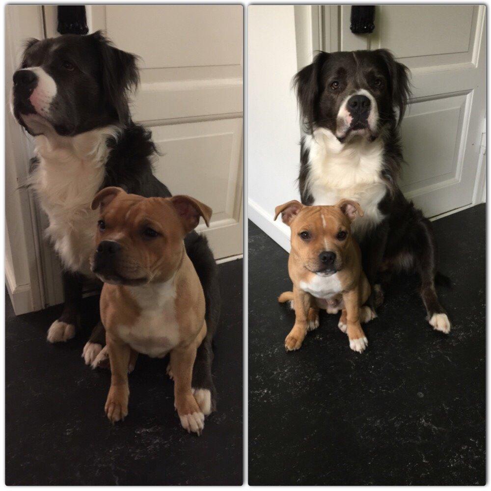 Staffordshire bull terrier Uso billede 12