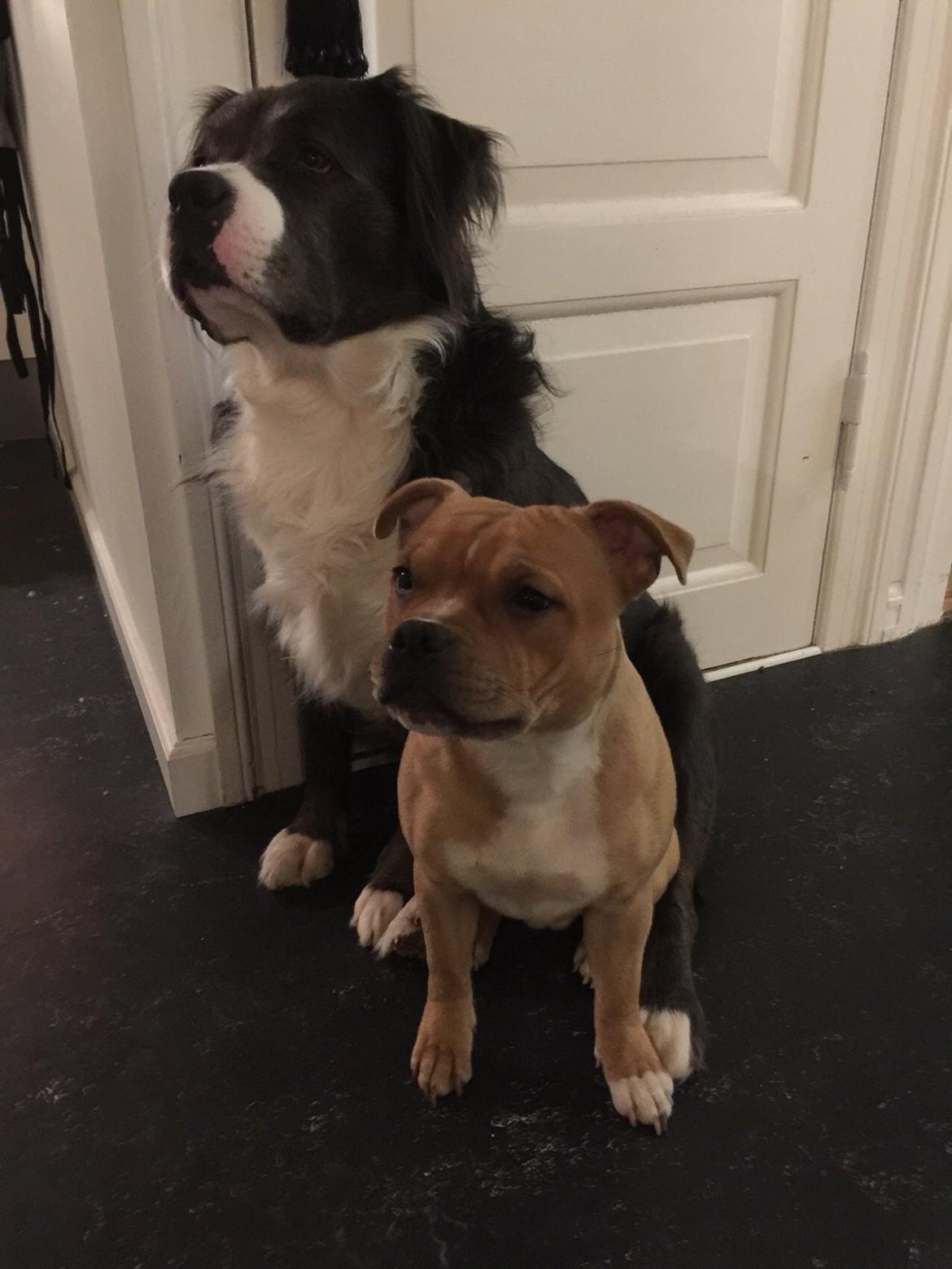 Staffordshire bull terrier Uso billede 13