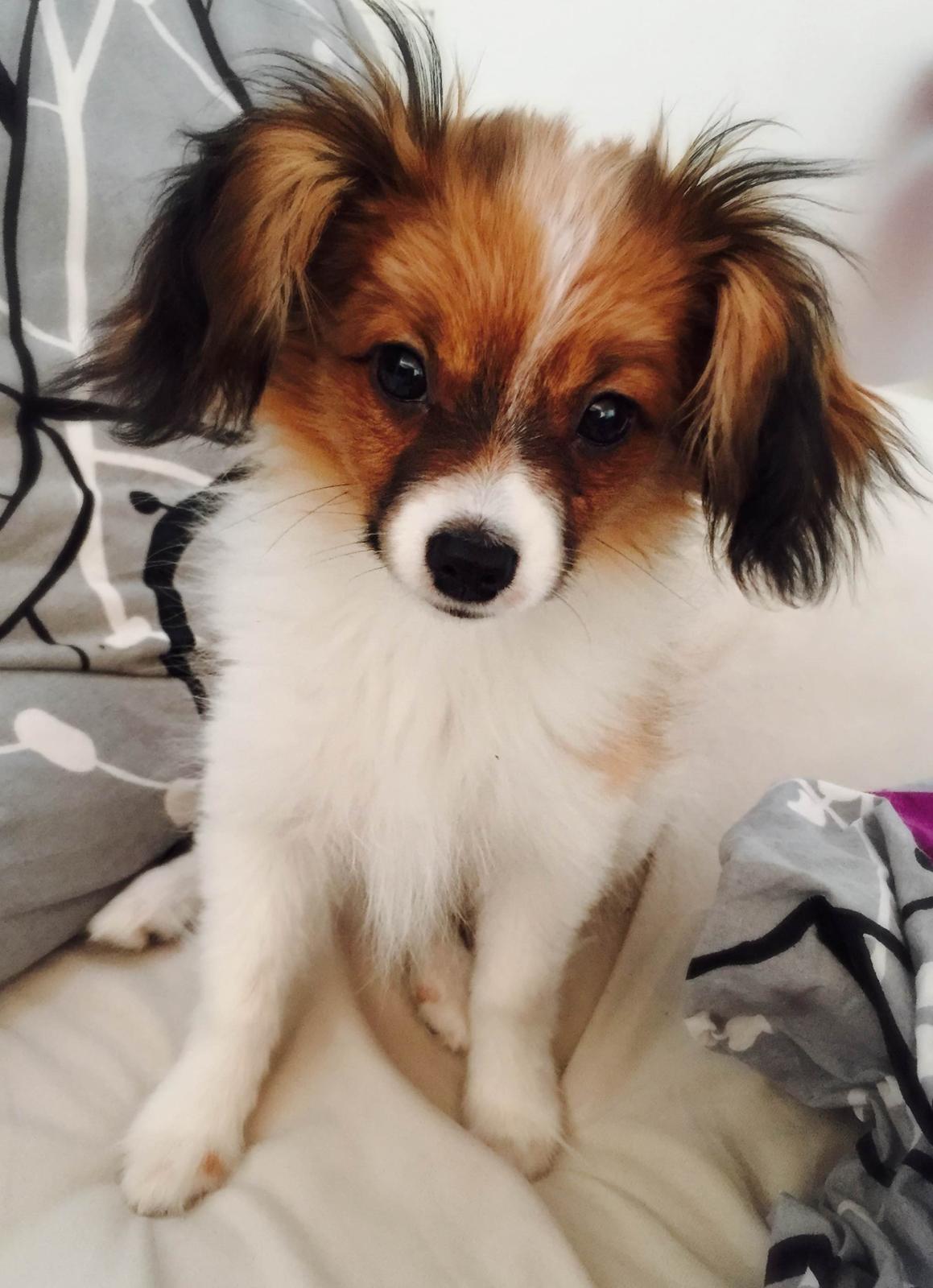 Phalene Choko billede 3