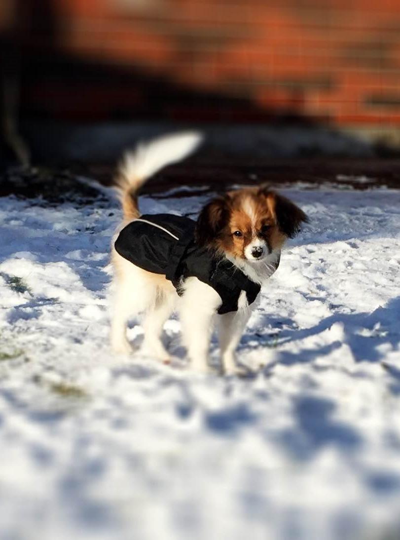 Phalene Choko billede 4