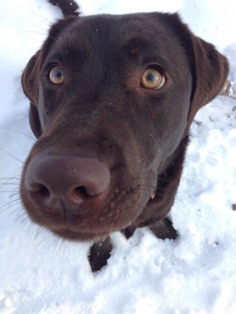 Labrador retriever Alba (R.I.P. 9/9-2016) billede 7