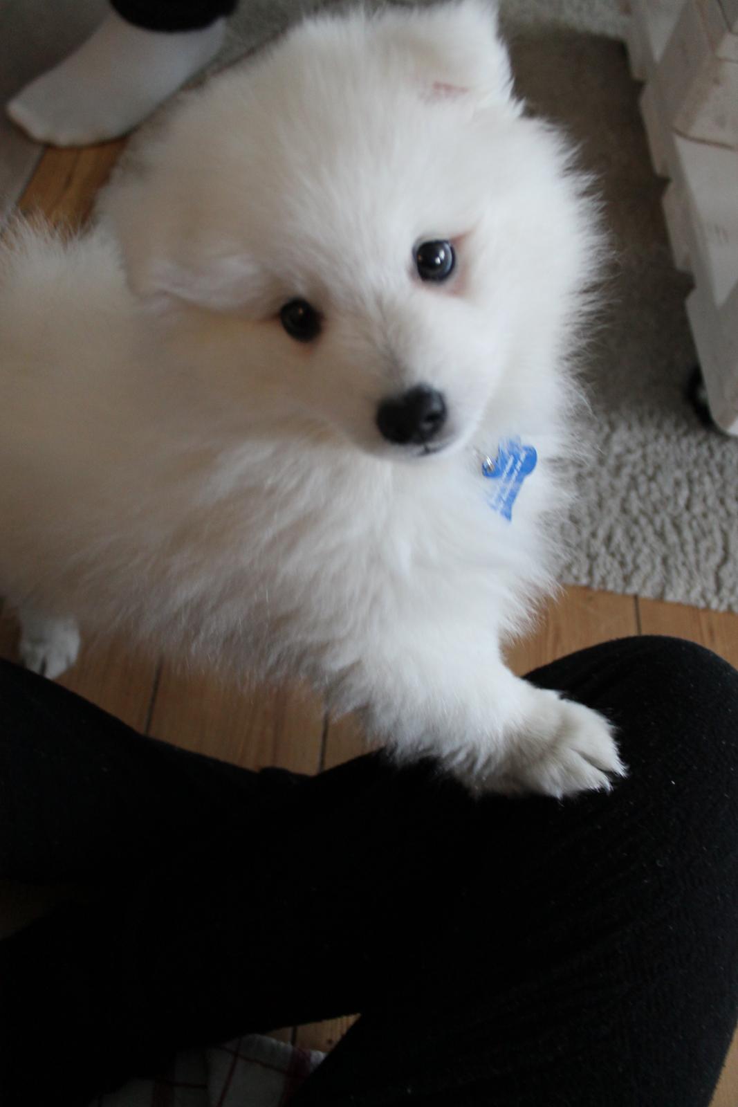 Japansk spids Aggie - Aggie 9 uger  billede 5