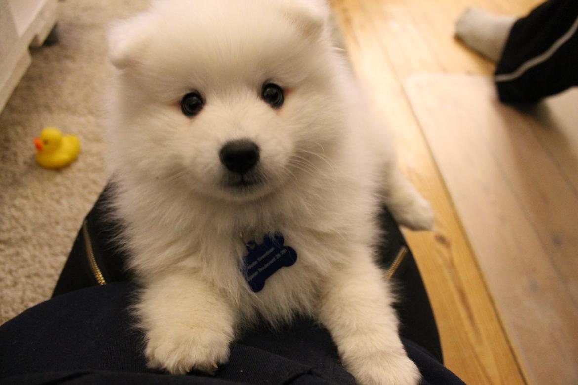 Japansk spids Aggie billede 6