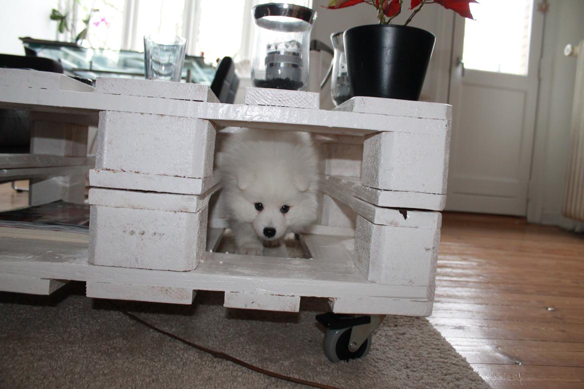 Japansk spids Aggie billede 7