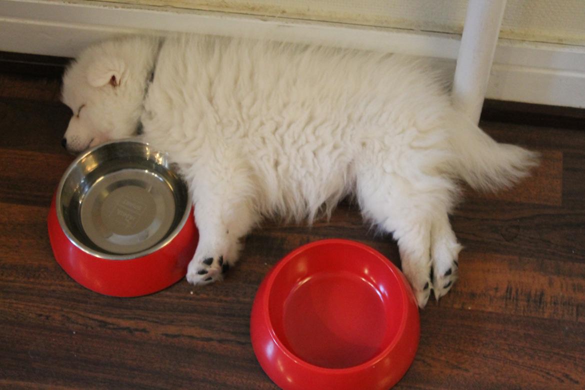 Japansk spids Aggie - 8 uger. billede 8