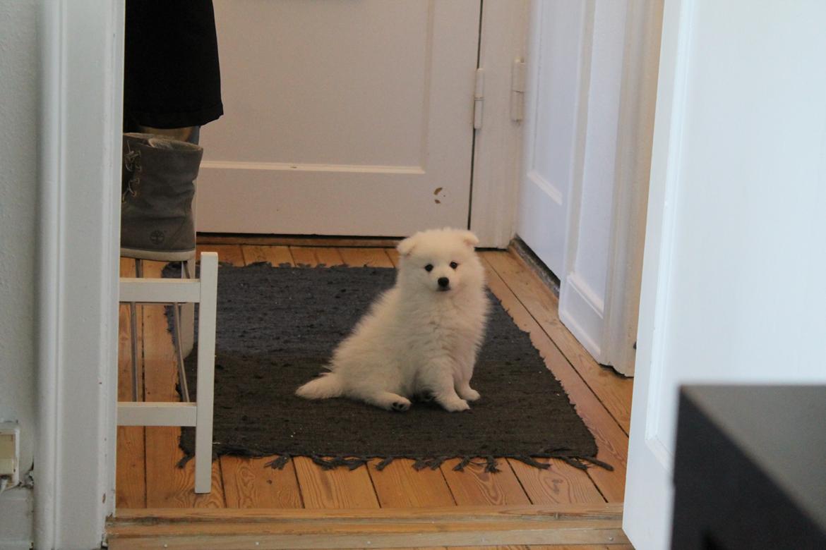 Japansk spids Aggie billede 9