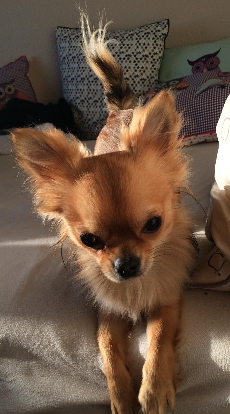 Chihuahua Al`Gisimo `s Adelita, Kaldenavn : Alma billede 29