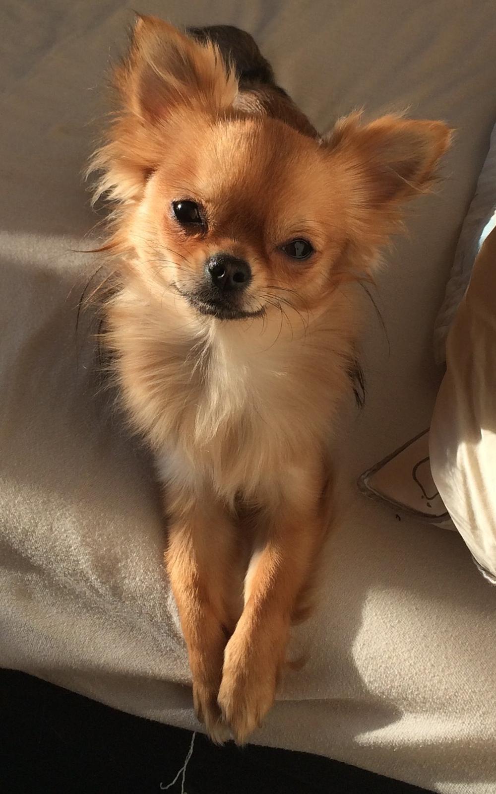 Chihuahua Al`Gisimo `s Adelita, Kaldenavn : Alma - Smukke Alma billede 30