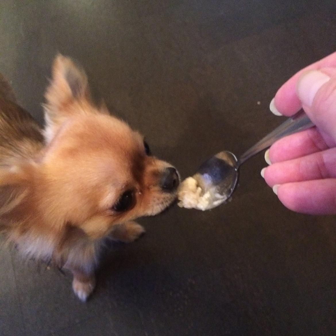 Chihuahua Al`Gisimo `s Adelita, Kaldenavn : Alma - Havregrød smager bedst med ske billede 28