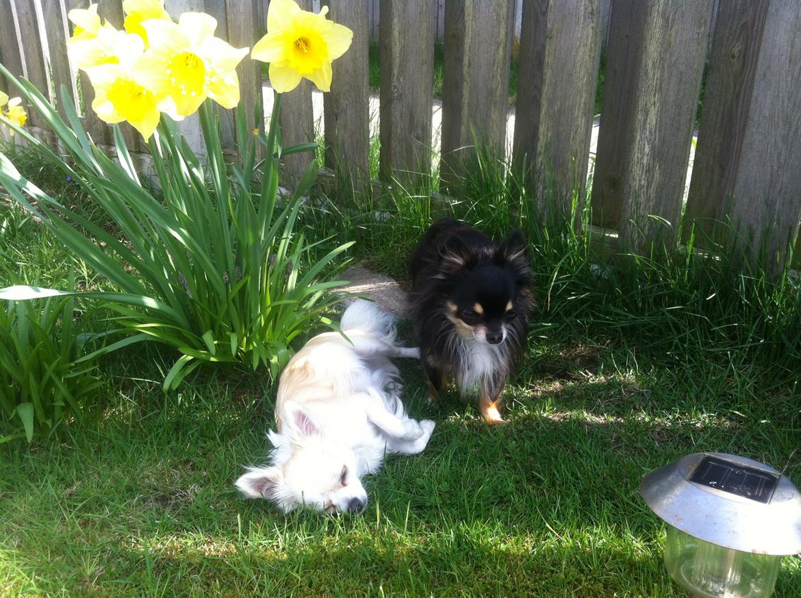 Chihuahua Allie billede 18