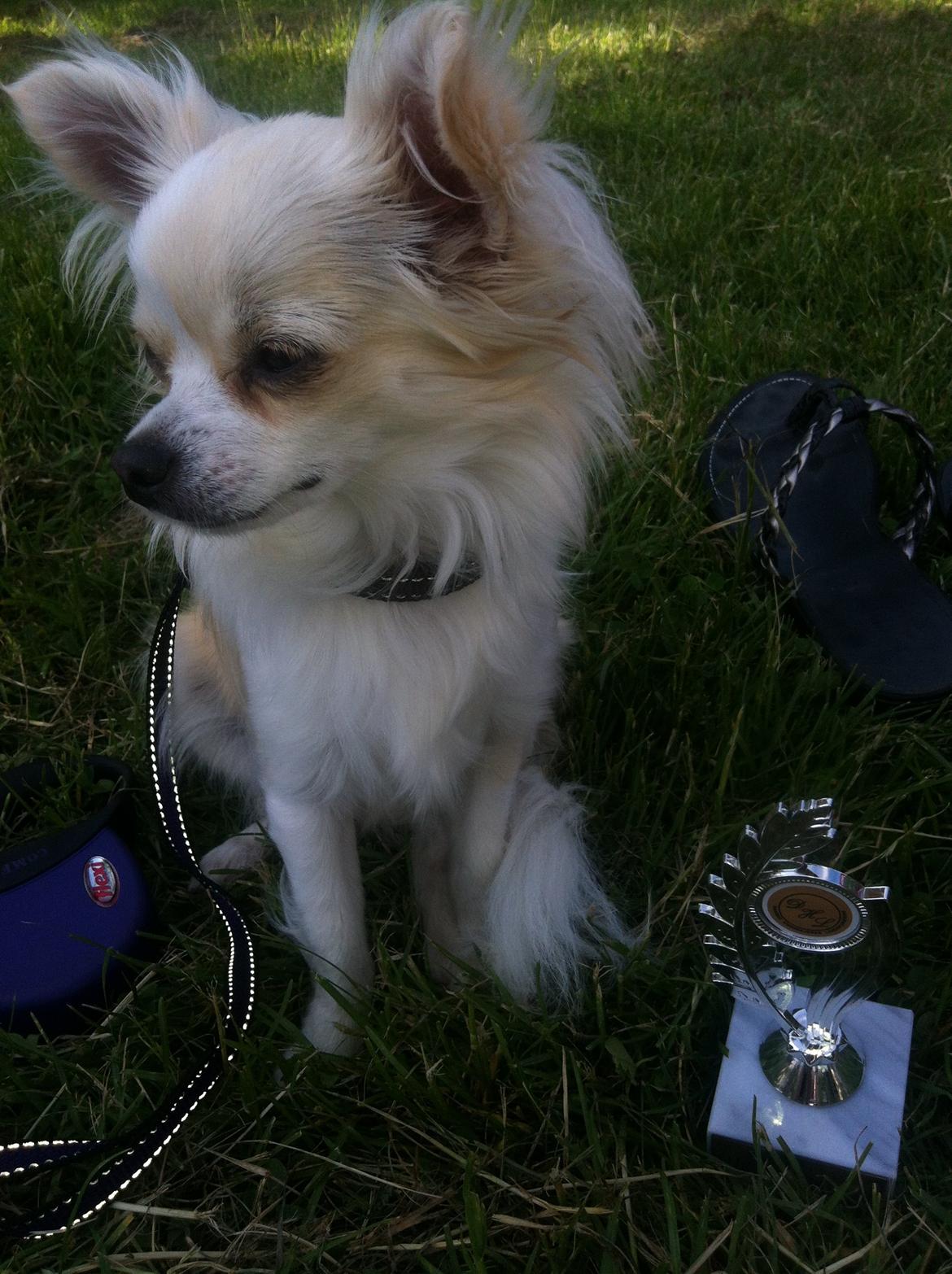 Chihuahua Allie - BIS 2 billede 21