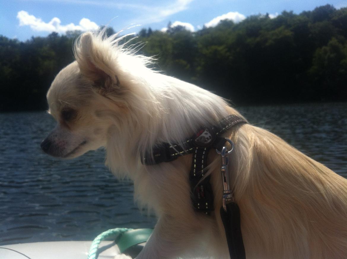 Chihuahua Allie - Galionsfigur  billede 22