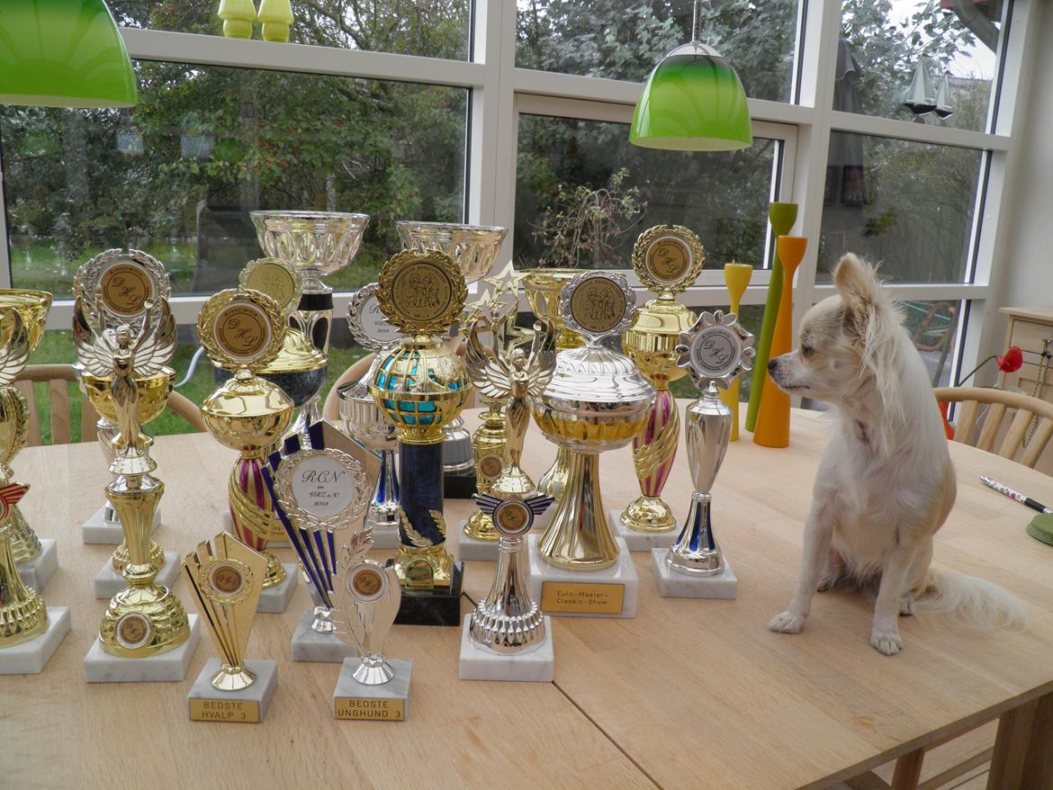 Chihuahua Allie - Et udsnit af mine pokaler billede 25