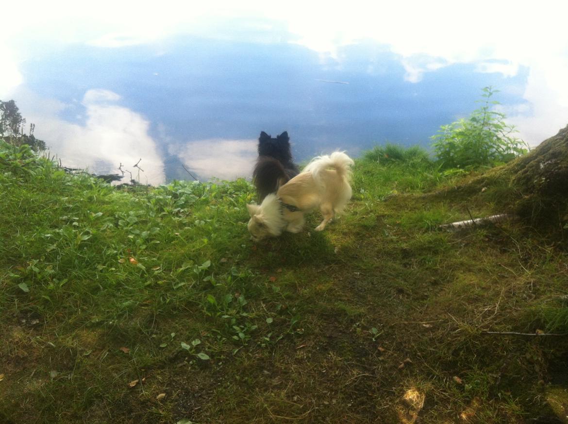 Chihuahua Allie - På en øde ø med Zackie billede 24