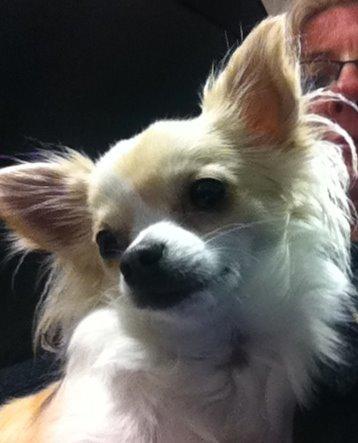 Chihuahua Allie - Smukke Allie billede 27