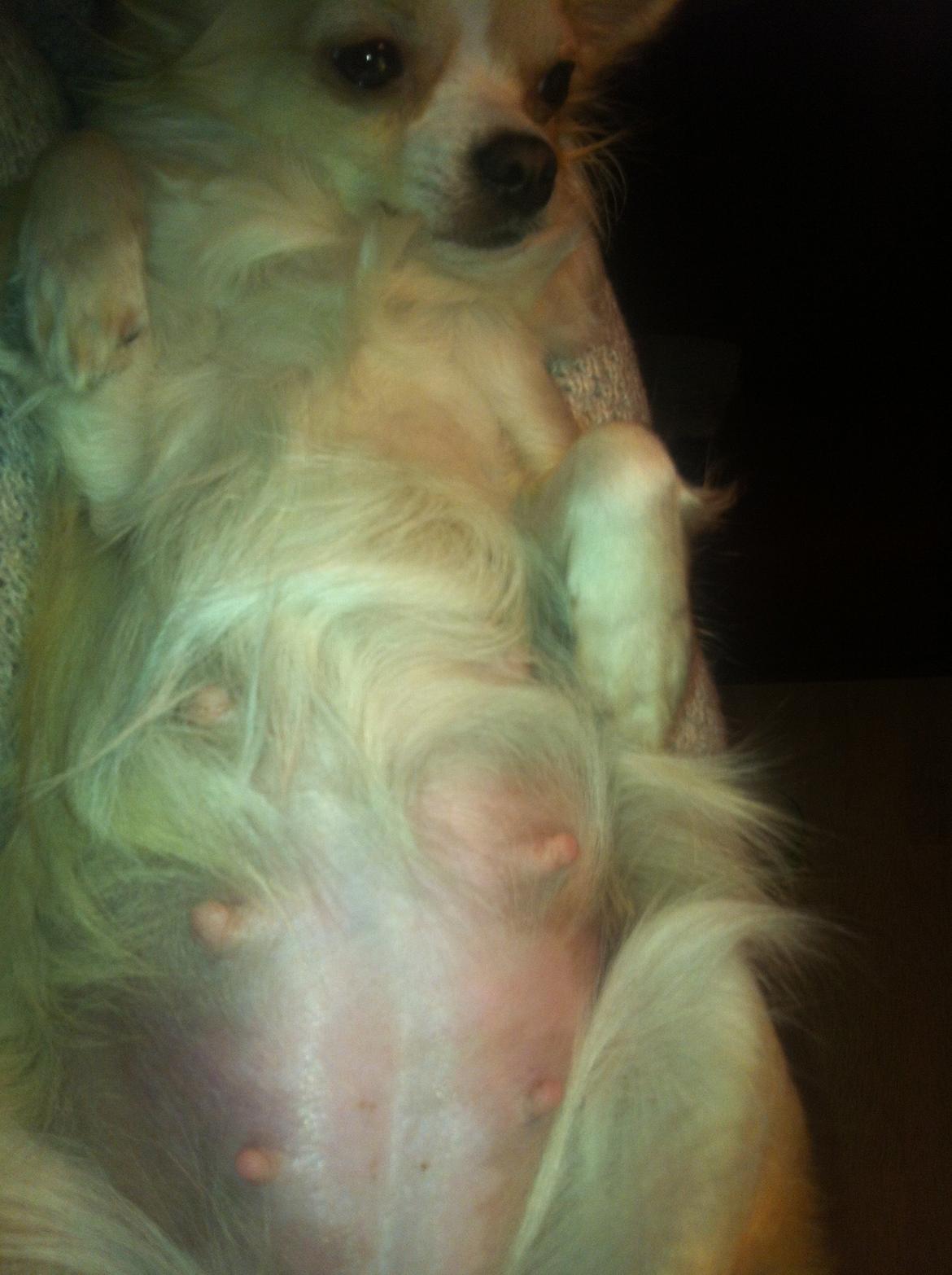 Chihuahua Allie - Allies tykke mave billede 28