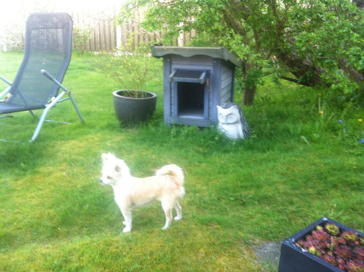 Chihuahua Allie billede 19