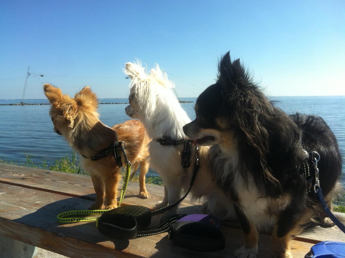 Chihuahua Allie - Udsigt over fjorden billede 32