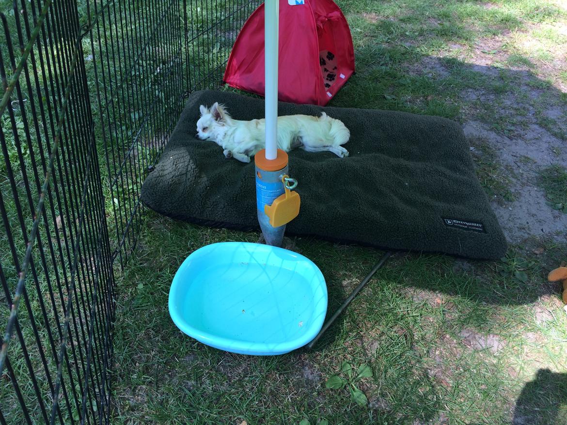 Chihuahua Allie - Afslapning på campingpladsen billede 33