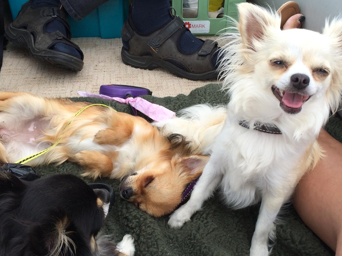 Chihuahua Allie billede 34