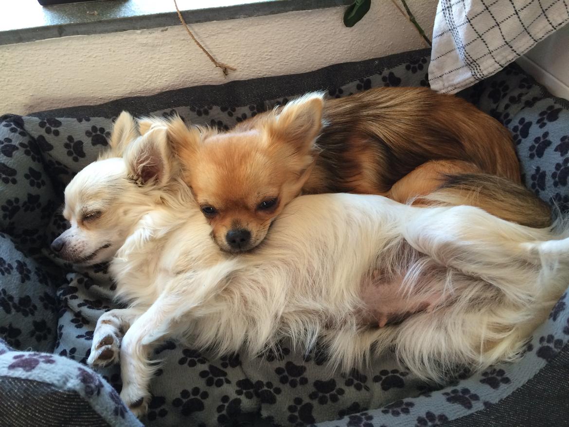 Chihuahua Allie - Mor og barn <3 billede 35