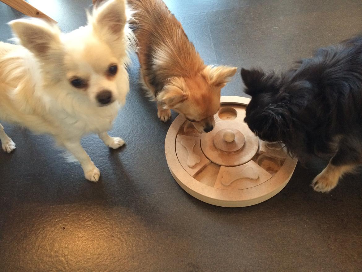 Chihuahua Allie - Nyt legetøj billede 36