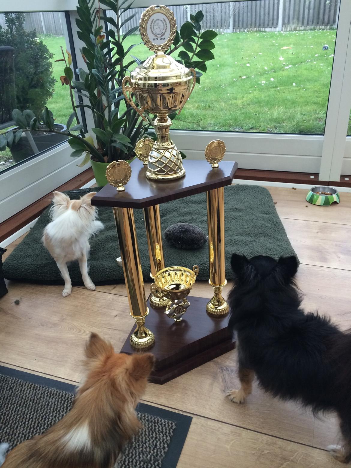 Chihuahua Allie - Min største pokal billede 39