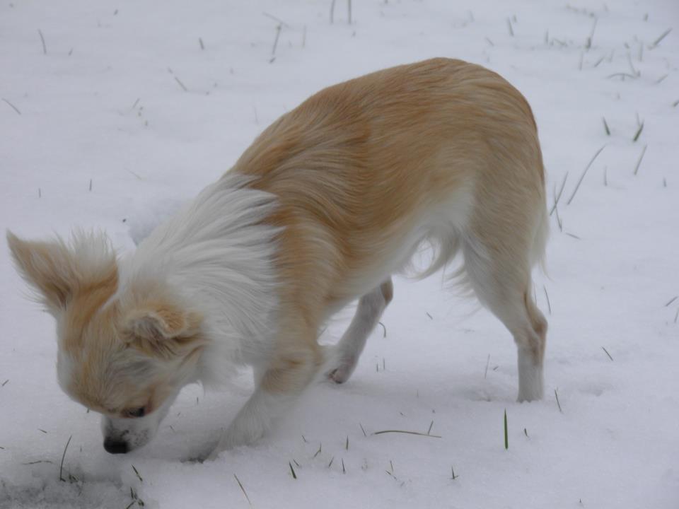 Chihuahua Allie billede 20