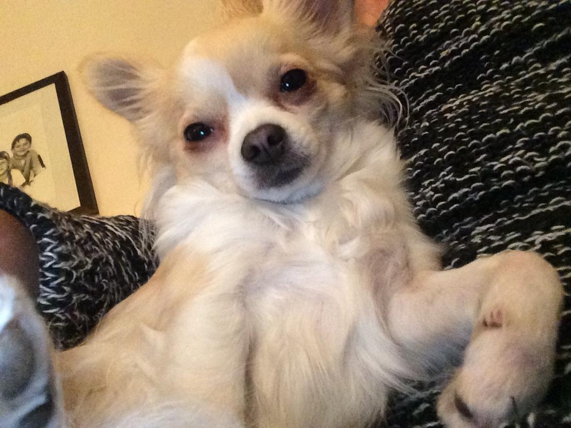 Chihuahua Allie billede 38