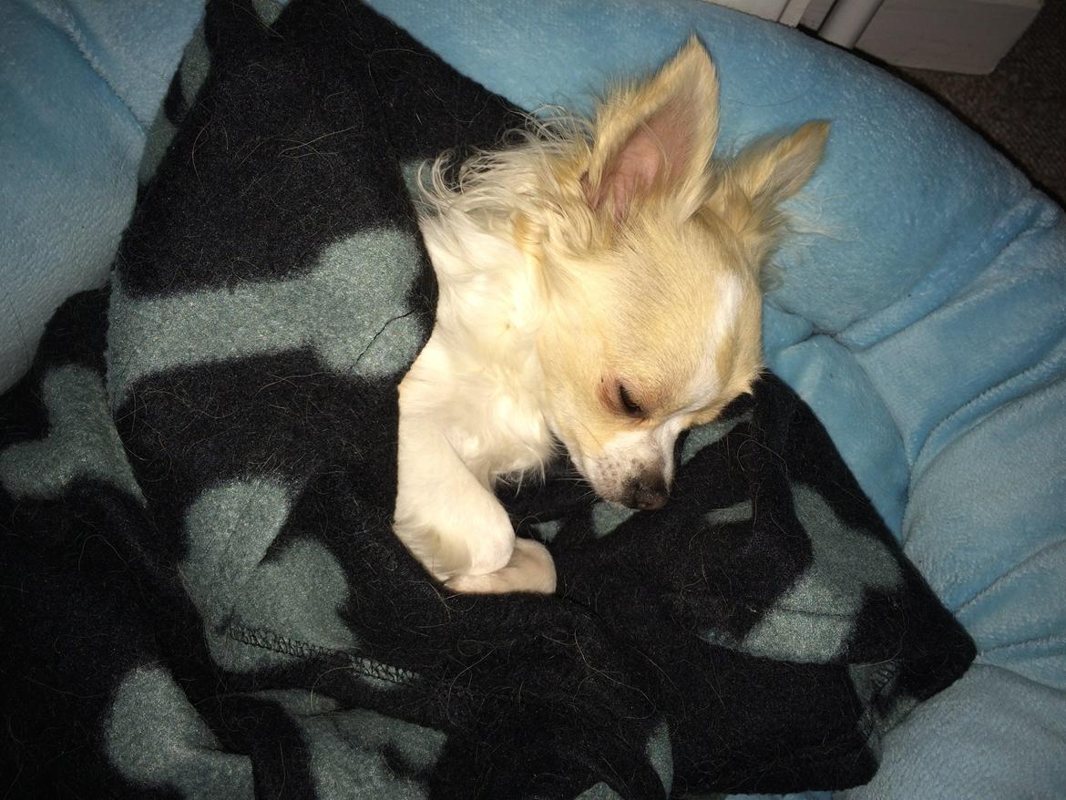 Chihuahua Allie - Puttet for natten billede 37