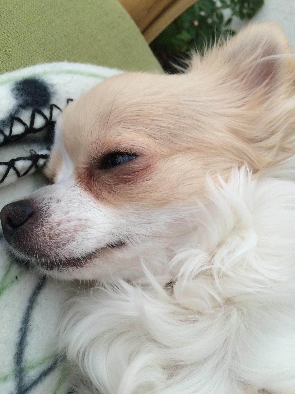 Chihuahua Allie - Nærgående fotograf  billede 40