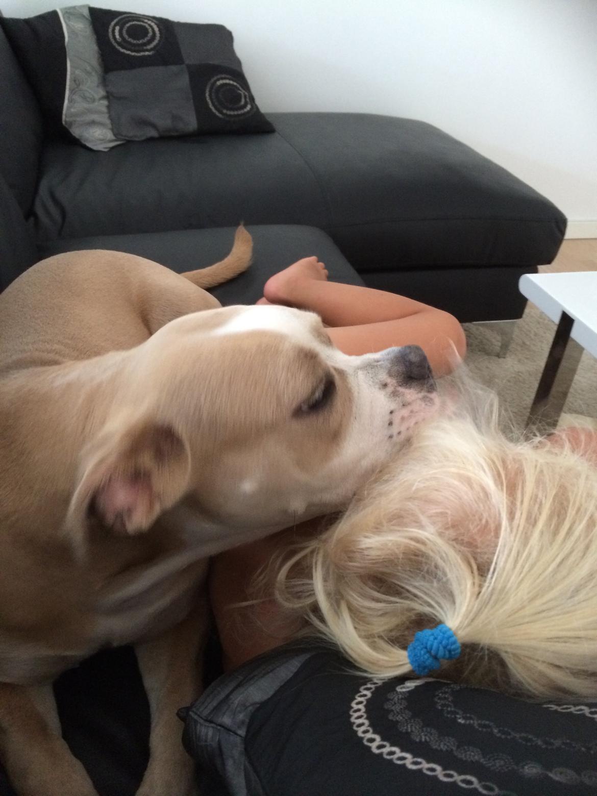 Olde english bulldogge Nala billede 16