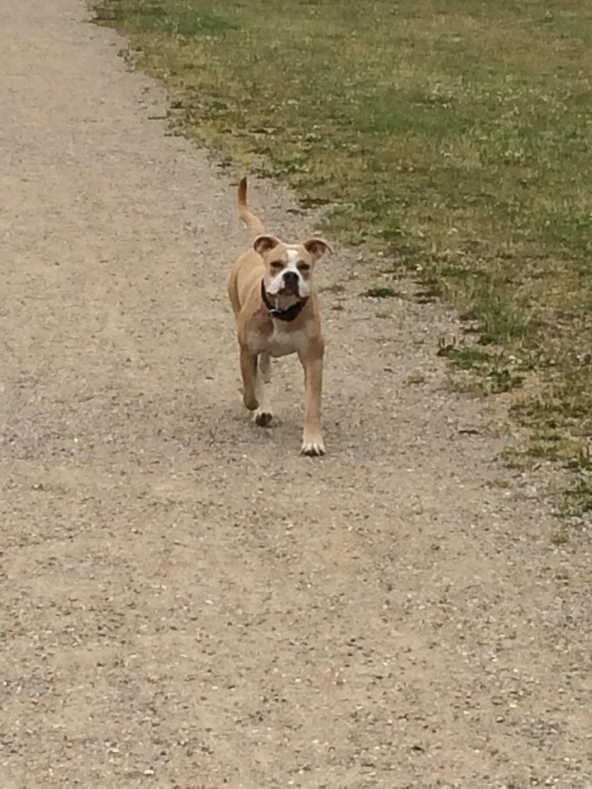 Olde english bulldogge Nala billede 2