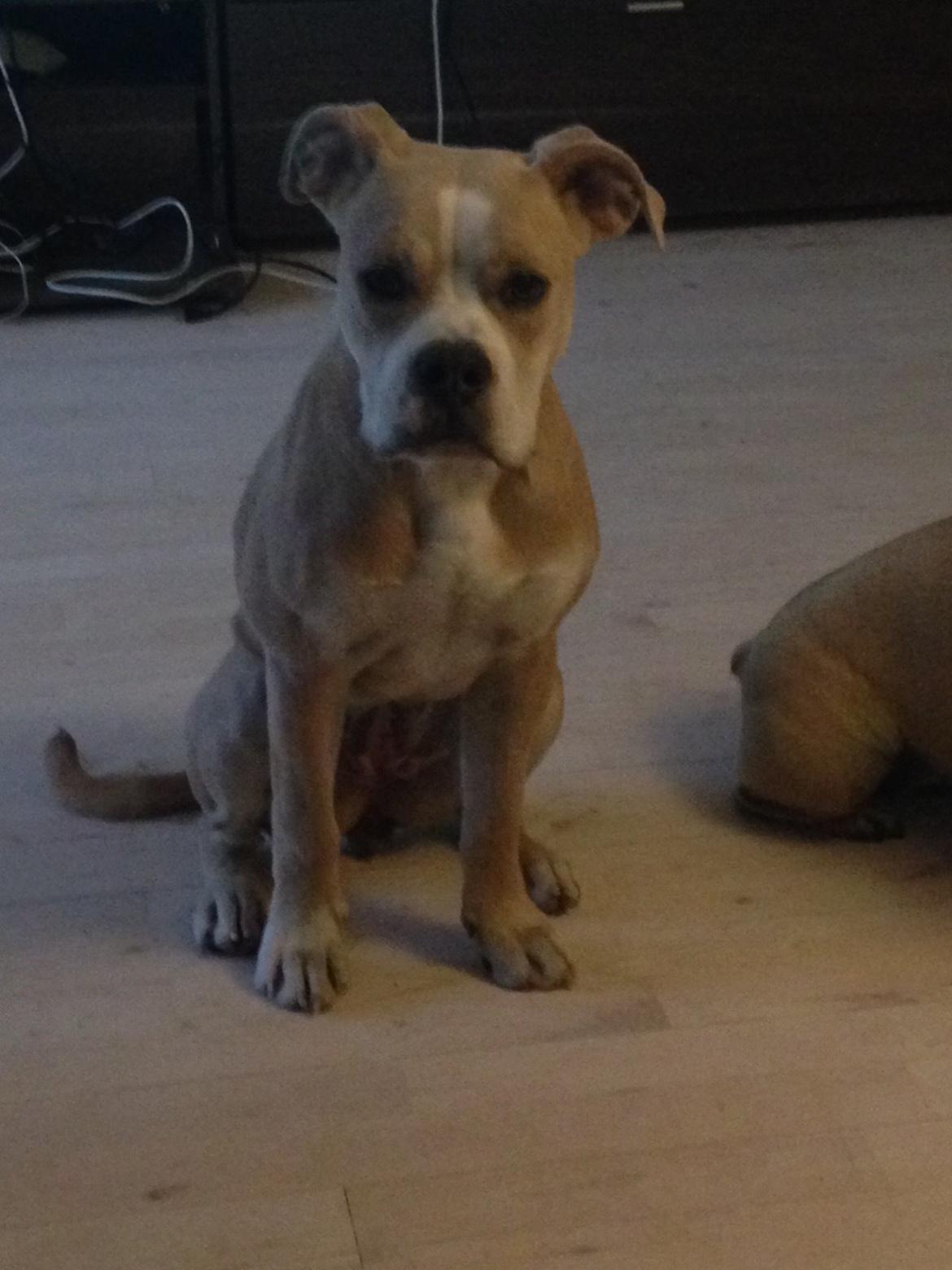 Olde english bulldogge Nala billede 3