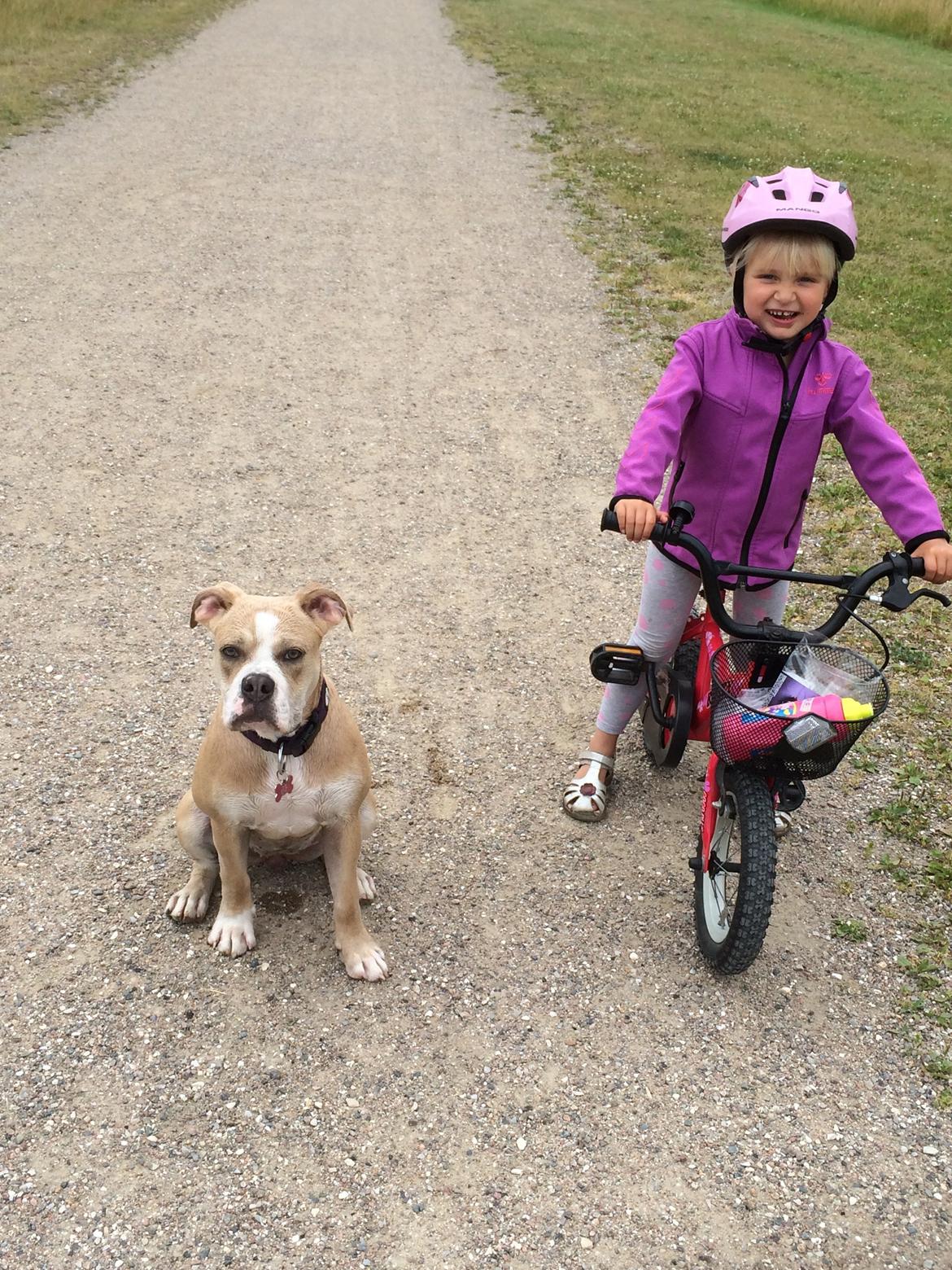 Olde english bulldogge Nala billede 4