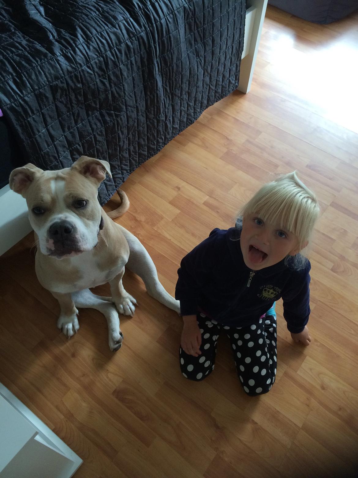 Olde english bulldogge Nala billede 5