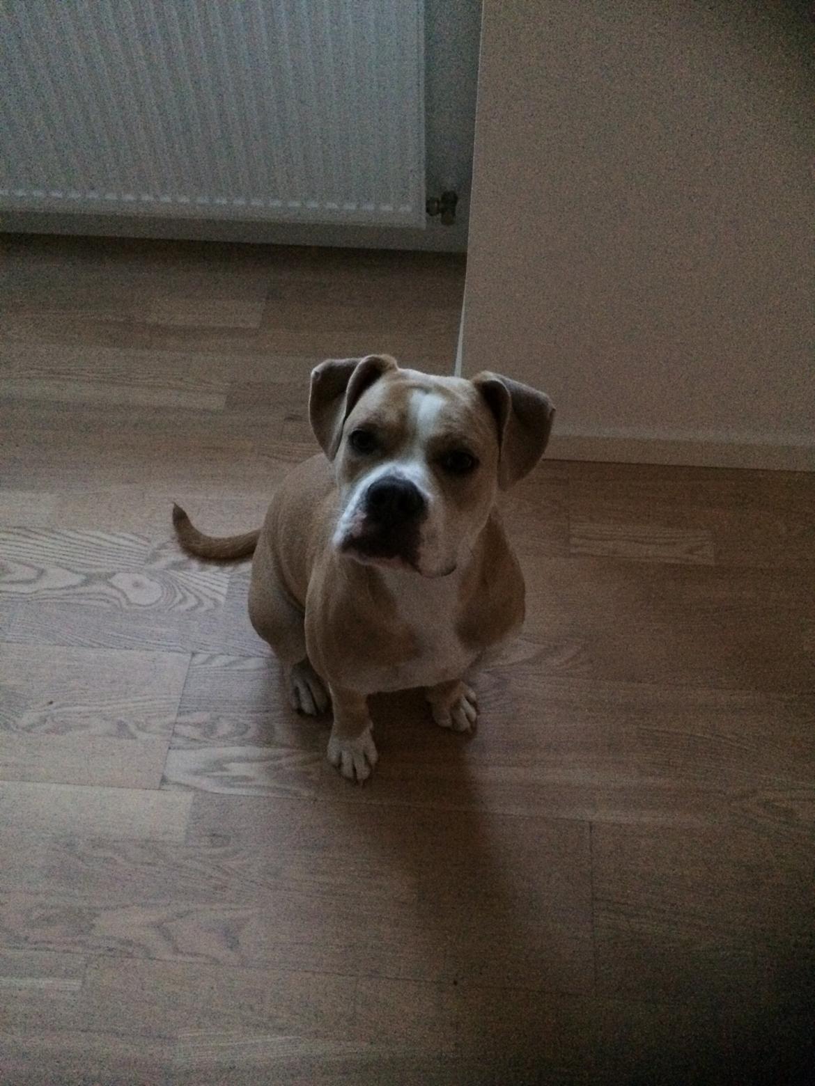 Olde english bulldogge Nala billede 6