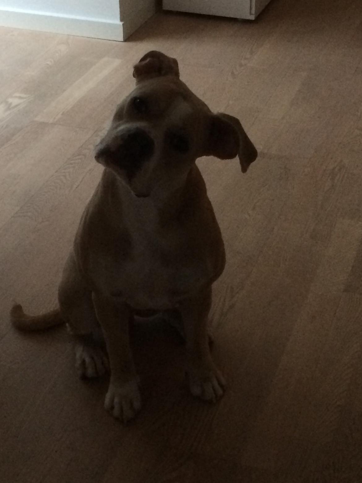 Olde english bulldogge Nala billede 7