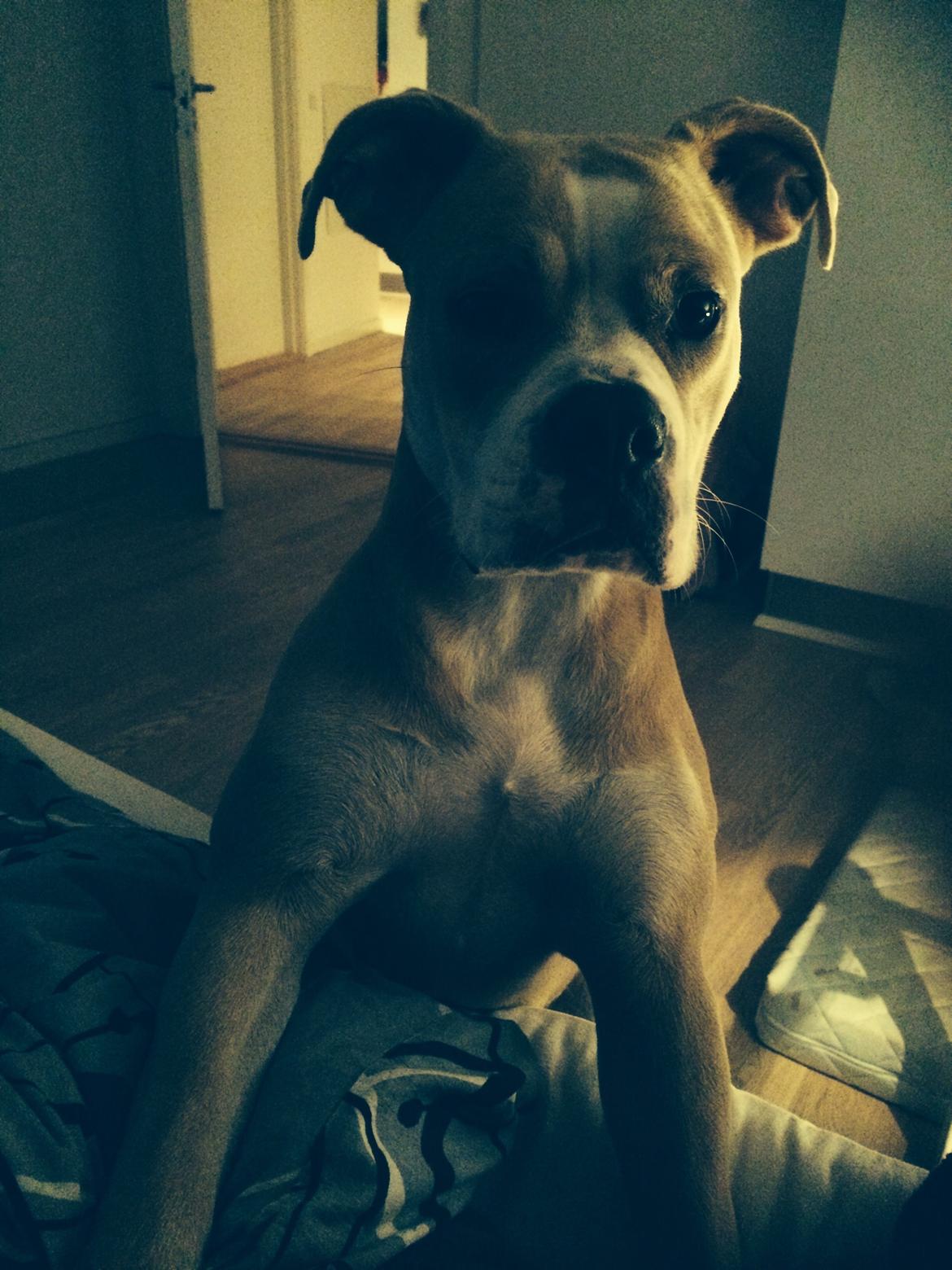 Olde english bulldogge Nala billede 8