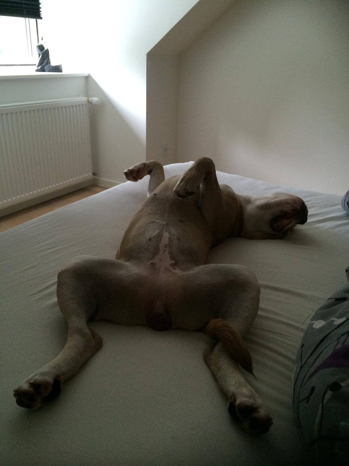 Olde english bulldogge Nala billede 9