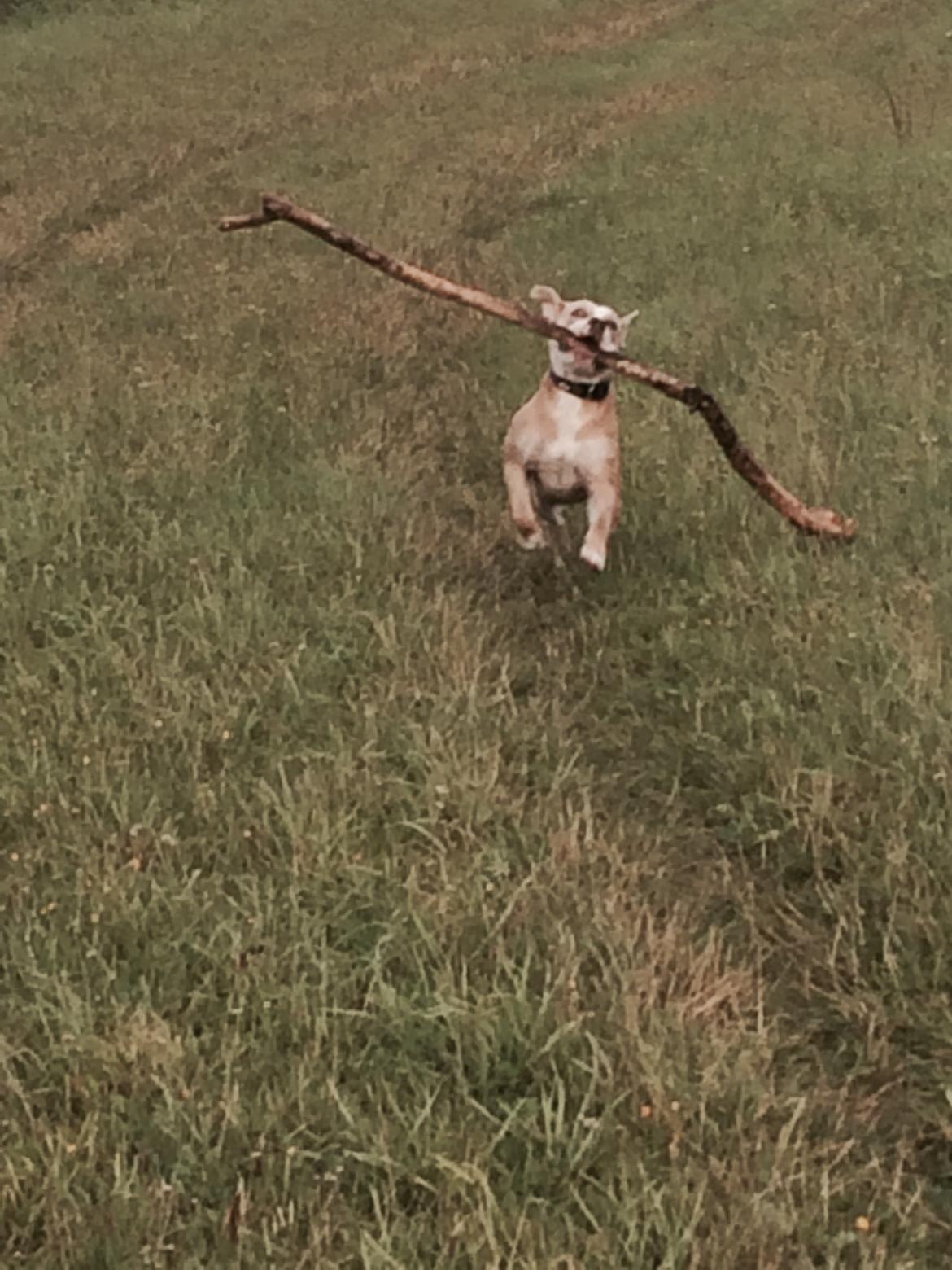 Olde english bulldogge Nala billede 10